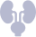 Urology Surgery Icon